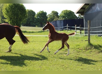 Oldenburg, Stallion, , Brown