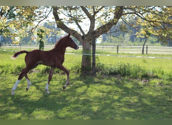 Oldenburg, Stallion, , Brown