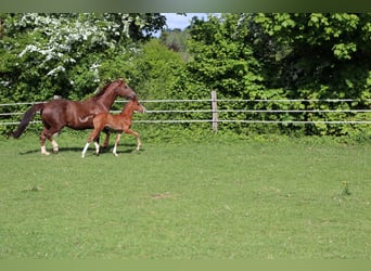 Oldenburg, Stallion, , Brown