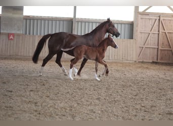 Oldenburg, Stallion, , Brown