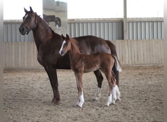 Oldenburg, Stallion, , Brown