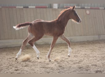 Oldenburg, Stallion, , Brown