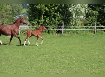 Oldenburg, Stallion, , Brown