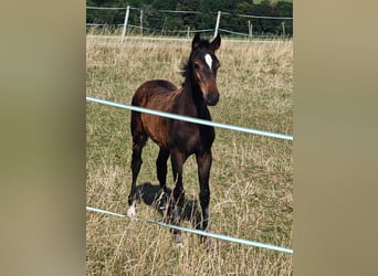 Oldenburg, Stallion, Foal (05/2026), Brown