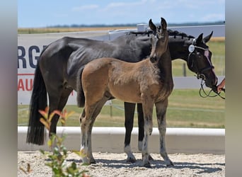 Oldenburg, Stallion, , Brown