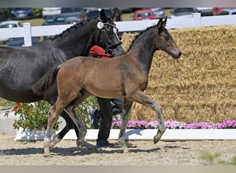 Oldenburg, Stallion, , Brown