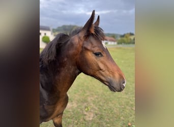 Oldenburg, Stallion, Foal (04/2025), Brown