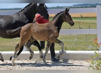 Oldenburg, Stallion, , Brown