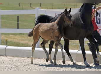 Oldenburg, Stallion, , Brown