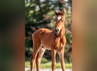 Oldenburg, Stallion, Foal (05/2025), Brown
