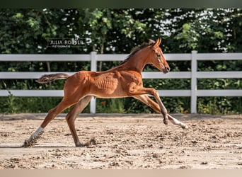 Oldenburg, Stallion, Foal (05/2025), Brown