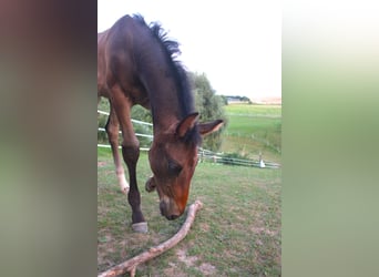 Oldenburg, Stallion, Foal (05/2024), Brown