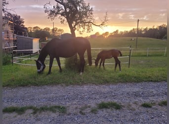 Oldenburg, Stallion, Foal (05/2024), Brown