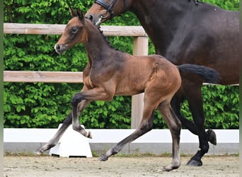 Oldenburg, Stallion, Foal (04/2026), Brown