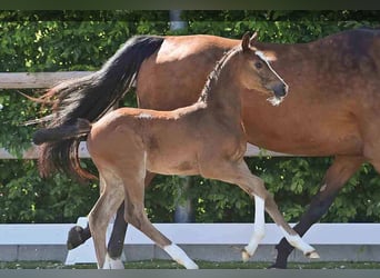 Oldenburg, Stallion, , Brown
