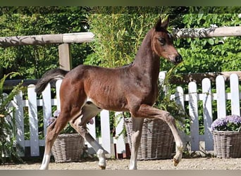 Oldenburg, Stallion, , Brown