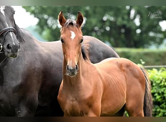 Oldenburg, Stallion, Foal (04/2025), Brown