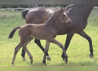 Oldenburg, Stallion, Foal (04/2024), Brown