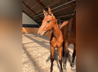 Oldenburg, Stallion, Foal (05/2024), Brown