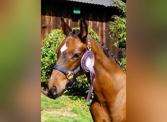 Oldenburg, Stallion, Foal (05/2026), Brown