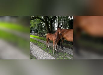 Oldenburg, Stallion, Foal (04/2024), Brown-Light