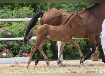 Oldenburg, Stallion, Foal (05/2024), Brown-Light