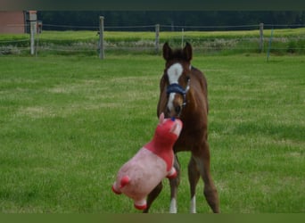 Oldenburg Mix, Stallion, Foal (04/2025), Brown