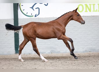 Oldenburg, Stallion, Foal (02/2026), Brown