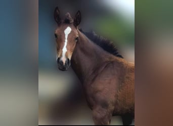 Oldenburg, Stallion, Foal (04/2024), Brown