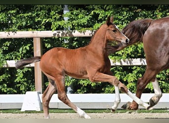Oldenburg, Stallion, , Brown
