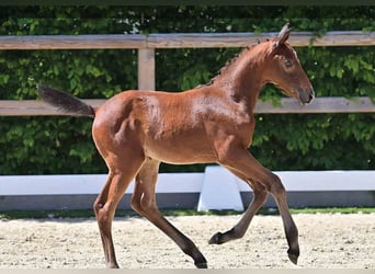 Oldenburg, Stallion, , Brown