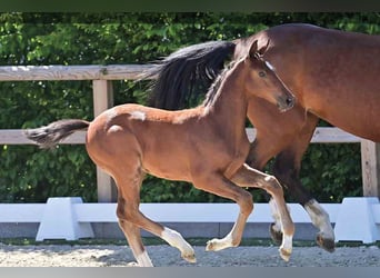 Oldenburg, Stallion, , Brown