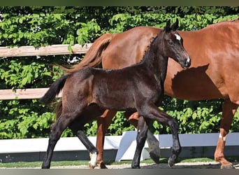 Oldenburg, Stallion, , Brown