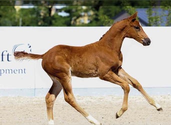 Oldenburg, Stallion, , Brown