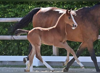 Oldenburg, Stallion, , Brown