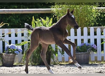 Oldenburg, Stallion, , Brown