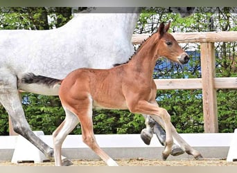 Oldenburg, Stallion, , Brown