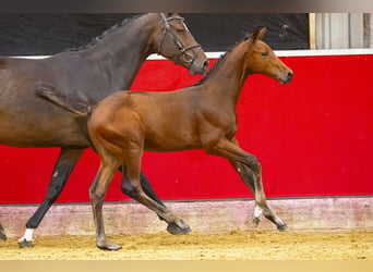 Oldenburg, Stallion, Foal (06/2023), Brown