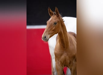 Oldenburg, Stallion, Foal (05/2023), Brown