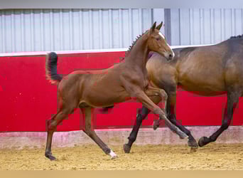 Oldenburg, Stallion, Foal (05/2023), Brown