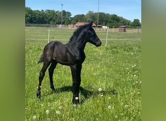 Oldenburg, Stallion, Foal (04/2025), Can be white