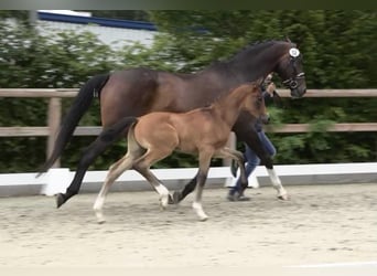 Oldenburg, Stallion, , Can be white