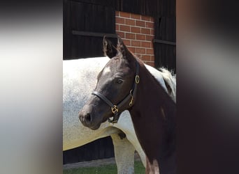 Oldenburg, Stallion, , Can be white