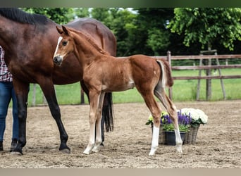 Oldenburg, Stallion, , Chestnut