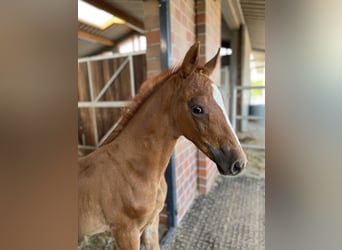 Oldenburg, Stallion, , Chestnut