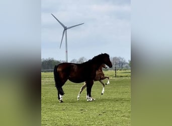Oldenburg, Stallion, , Chestnut