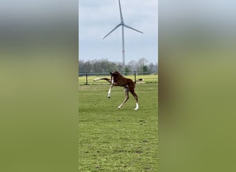 Oldenburg, Stallion, , Chestnut