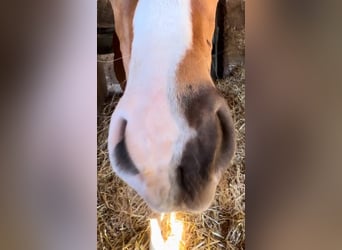 Oldenburg, Stallion, , Chestnut