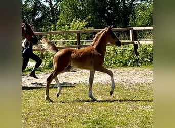 Oldenburg, Stallion, Foal (02/2024), Chestnut