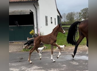 Oldenburg, Stallion, , Chestnut